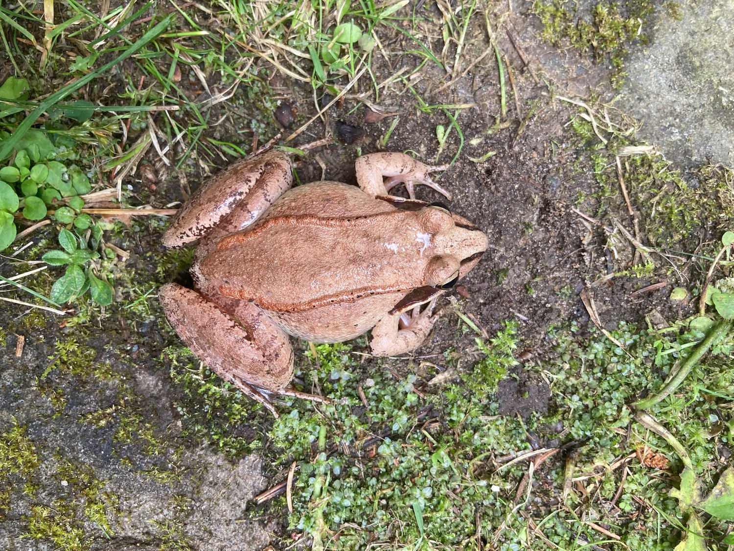 The dorsolateral ridges of the wood frog (skin folds extending along the upper sides of the frog’s body), help to identify this species.